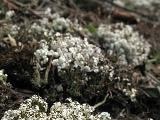 Cladonia foliacea 