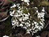 Cladonia foliacea 