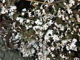 Cladonia foliacea 