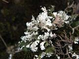 Cladonia foliacea