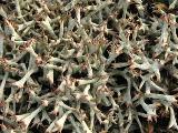 Cladonia uncialis 