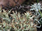 Cladonia uncialis 