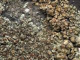 Lecanora muralis