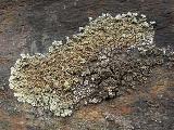 Lecanora muralis