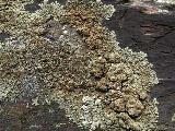 Lecanora muralis