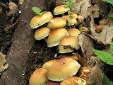 Hypholoma fasciculare