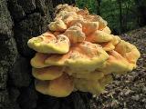 Laetiporus sulphureus