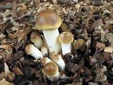 Agrocybe dura 