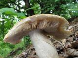 Agrocybe dura