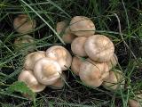 Marasmius oreades