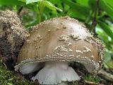 Amanita excelsa