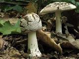 Amanita excelsa