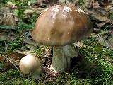 Amanita excelsa