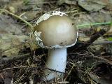 Amanita excelsa