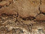 Phellinus contiguus