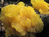 Tremella mesenterica