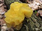 Tremella mesenterica