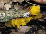 Tremella mesenterica