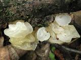 Tremella mesenterica