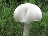 Leucoagaricus leucothites