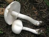 Leucoagaricus leucothites 