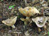 Lactarius circellatus