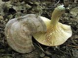 Lactarius circellatus