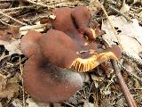 Lactarius subumbonatus 