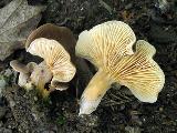 Lactarius subumbonatus 