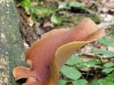 Polyporus badius 