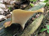 Polyporus badius 