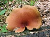 Polyporus badius