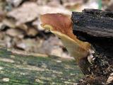 Polyporus badius