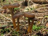 Craterellus tubaeformis