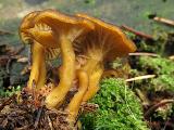 Cantharellus tubaeformis 