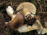 Russula puellaris