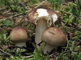 Russula puellaris