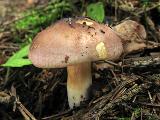 Russula puellaris 