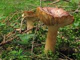 Russula puellaris