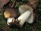 Russula puellaris 