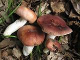 Russula vesca 