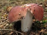 Russula vesca 