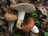 Russula vesca 