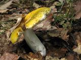 Russula claroflava