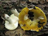 Russula claroflava 