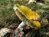 Russula claroflava 