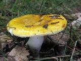 Russula claroflava 