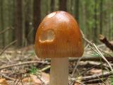 Amanita fulva