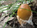 Amanita fulva