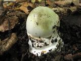 Amanita phalloides